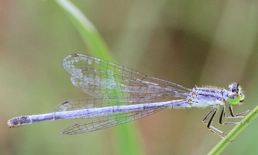 eastern-forktail-female-ChrisHayes