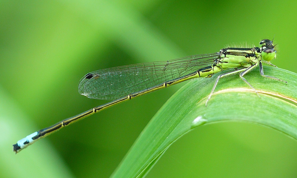 eastern-forktail-male-sankax