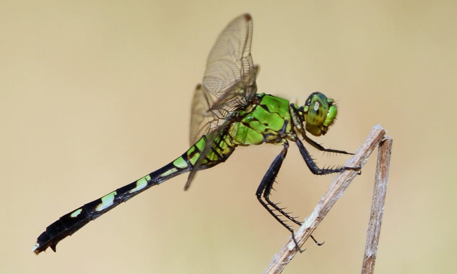 A green-bodied dragonfly grasps a tiny stick.