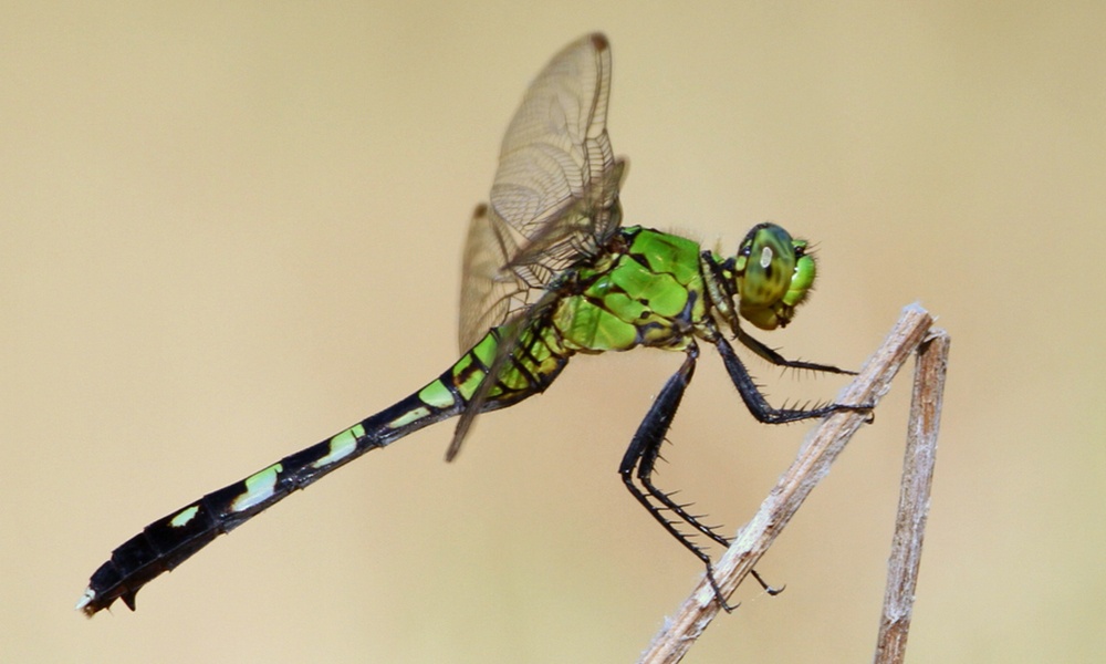 eastern-pondhawk-female-KenSlade