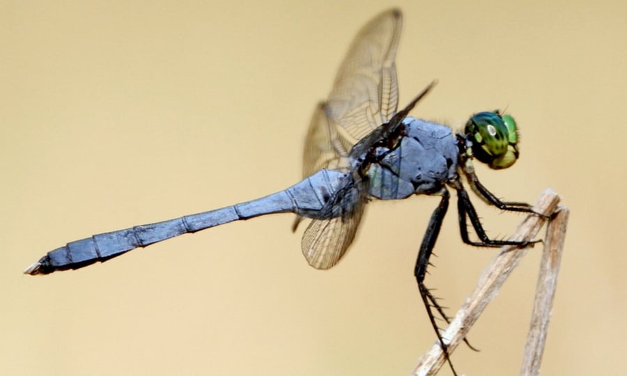 A slate grey dragonfly with bright green eyes.