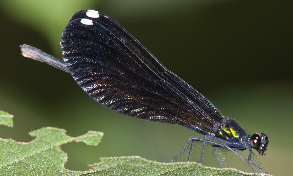 ebony-jewelwing-female-GreyLasley