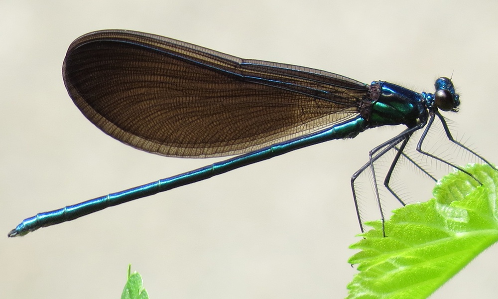 ebony-jewelwing-male-AllenGathman