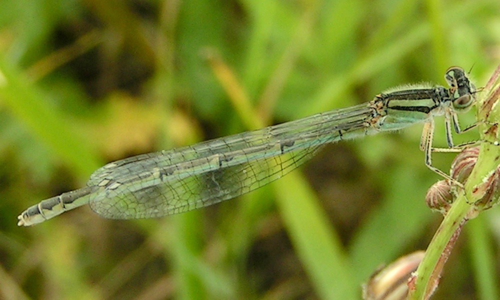familiar-bluet-female-JacyLucier