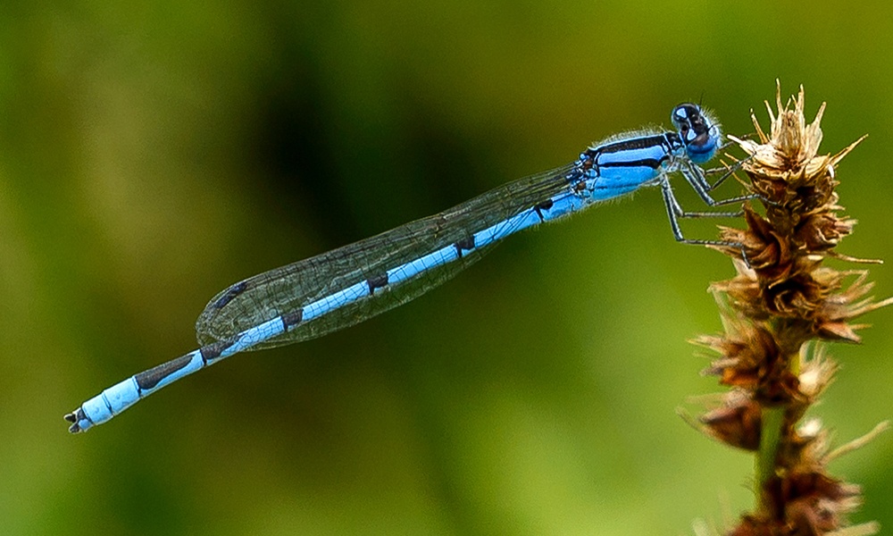 familiar-bluet-male-TomPotterfield