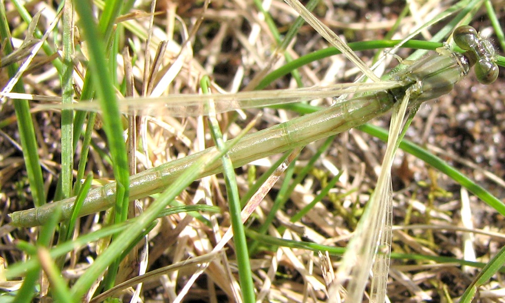 marsh-bluet-female-JacyLucier