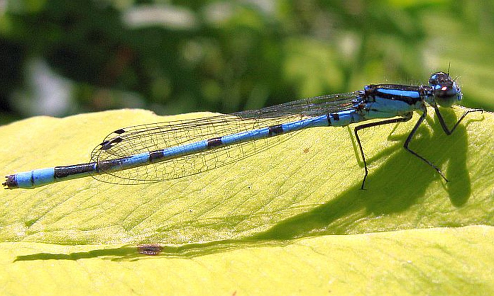 marsh-bluet-male-PaulBedell