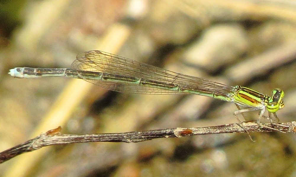 stream-bluet-female-BillCarrell