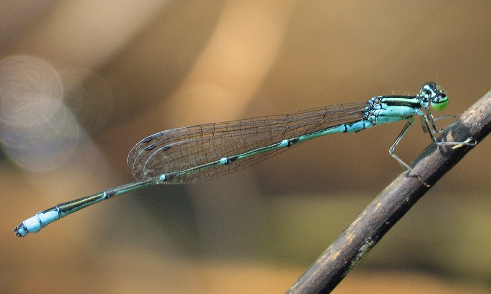 stream-bluet-male-LisaBrown