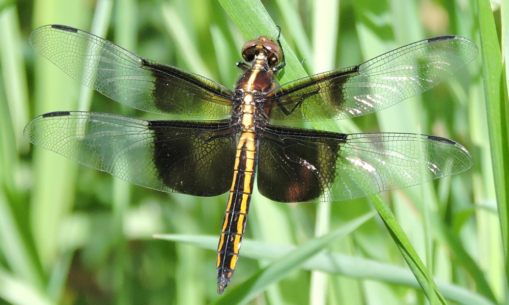 widow-skimmer-female-JohnBoback