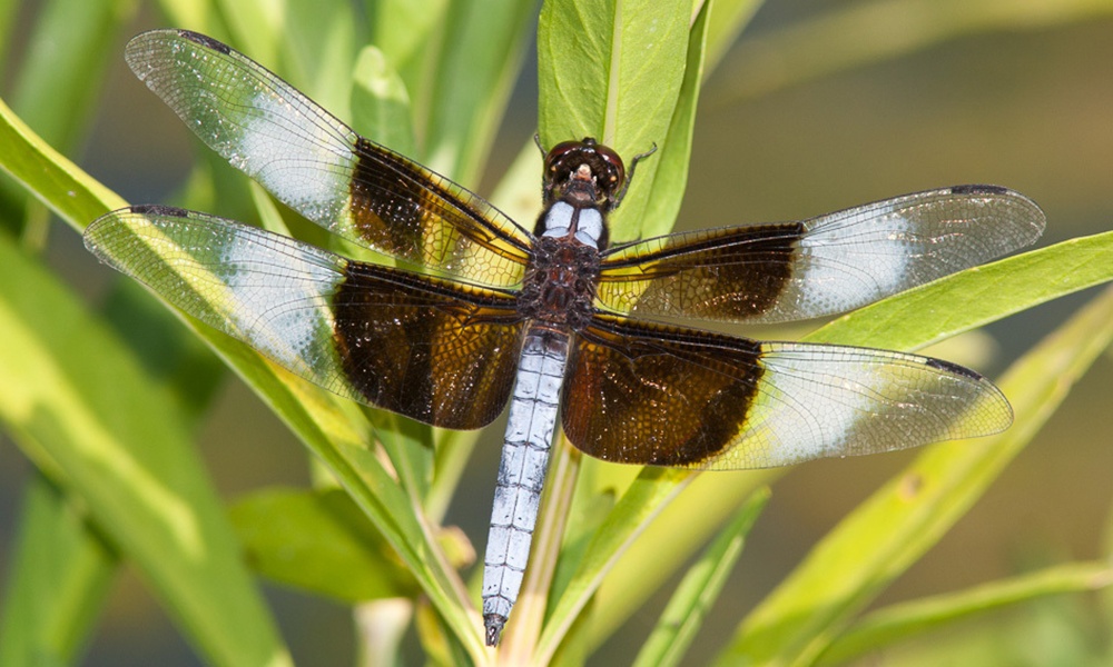 widow-skimmer-male-GregLasley