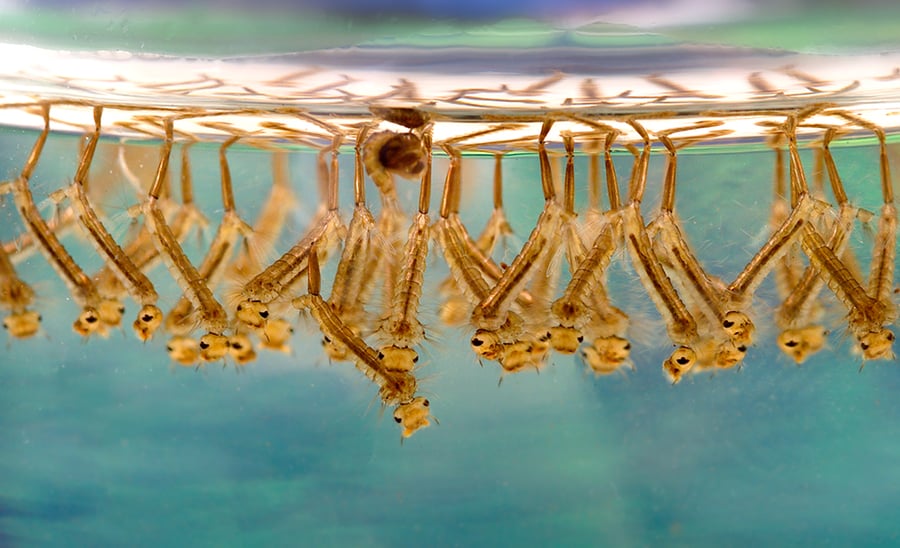 Orange and brown mosquito larvae.