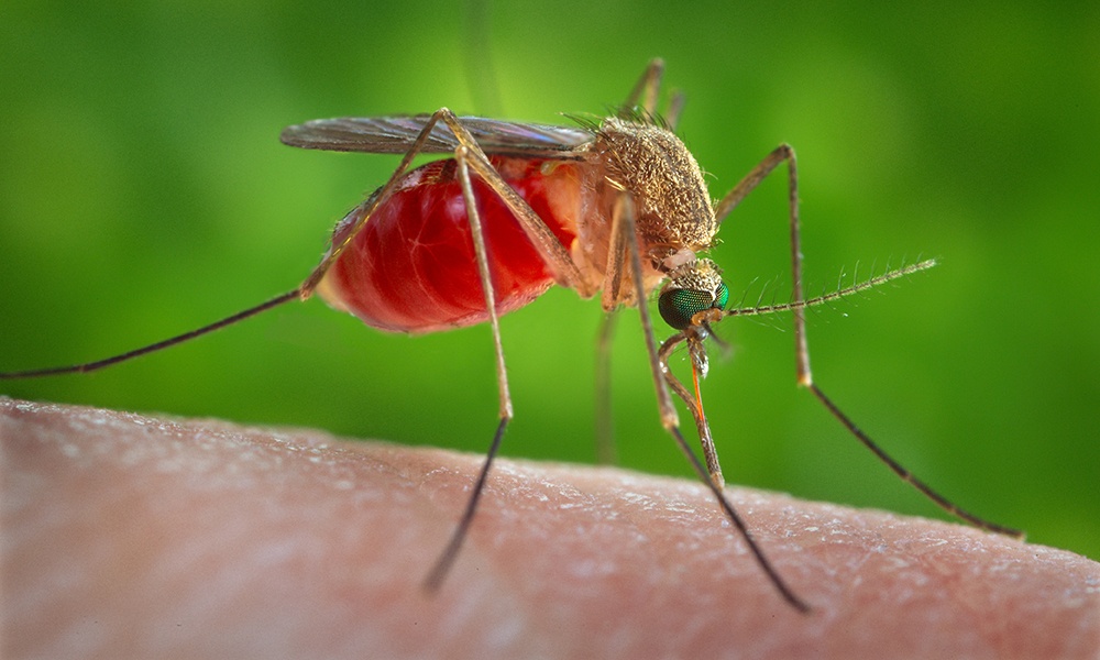 mosquito-CDC-JamesGathany