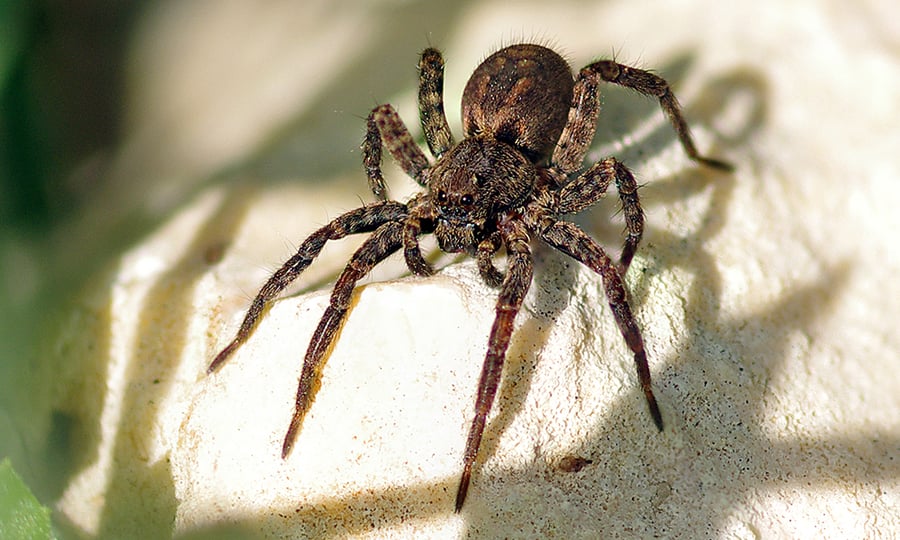 A brown and black wolf spider has a fuzzy appearance.