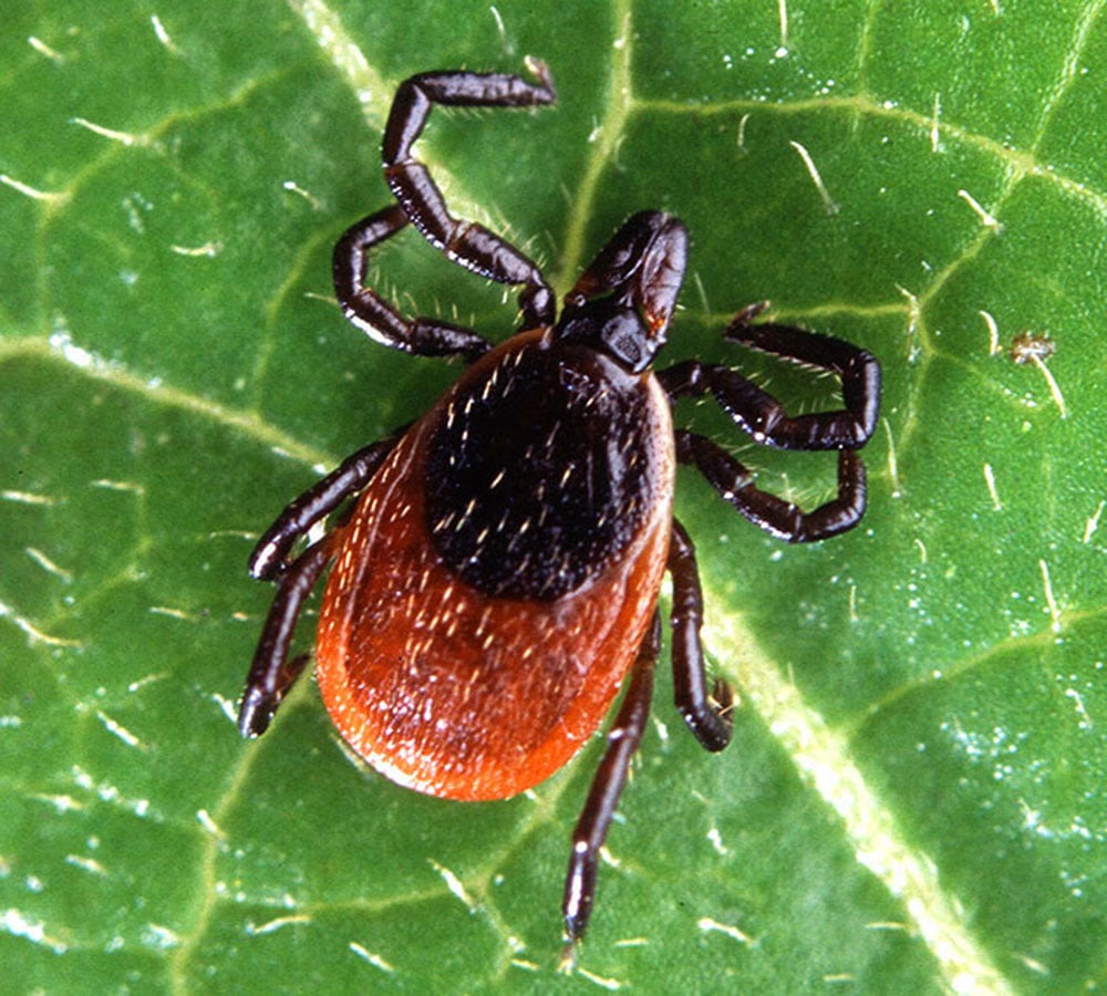 black-legged-tick-Scott Bauer-USDA