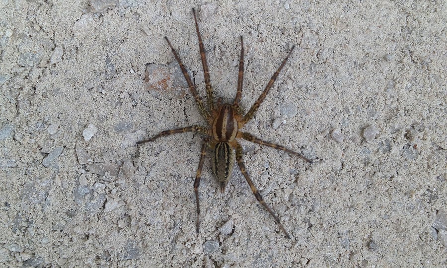 A brown and black wolf spider descends a wall.