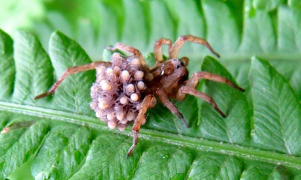 wolf-spider-with-young