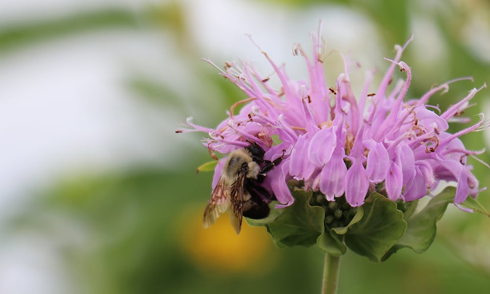 bee-bergamot-2