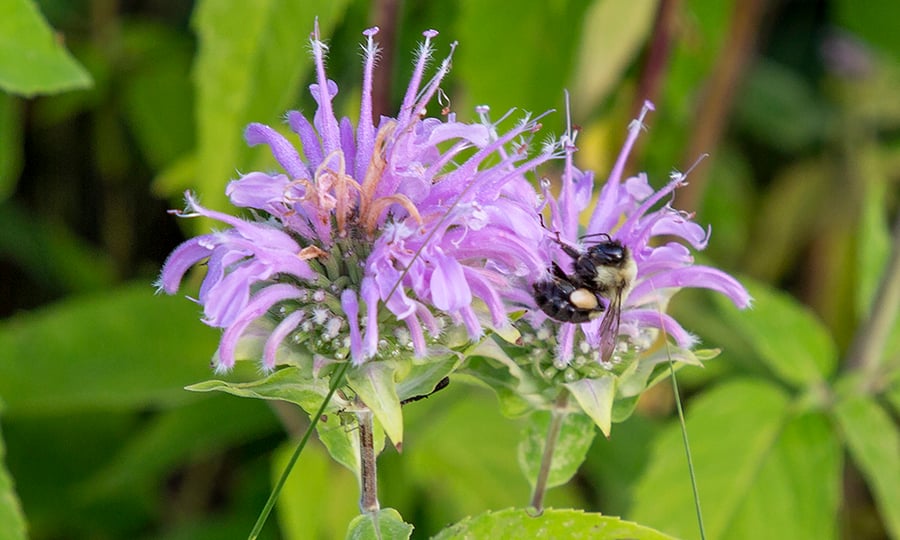 A bee eats from a purple wild bergamot.