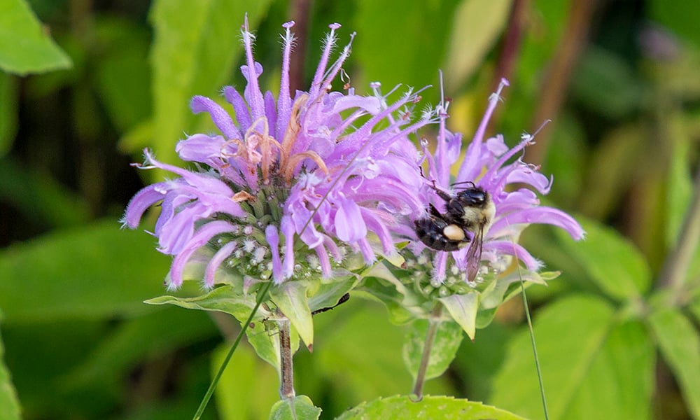 bee-bergamot