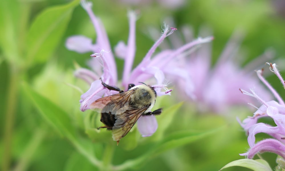 bee-wild-bergamot