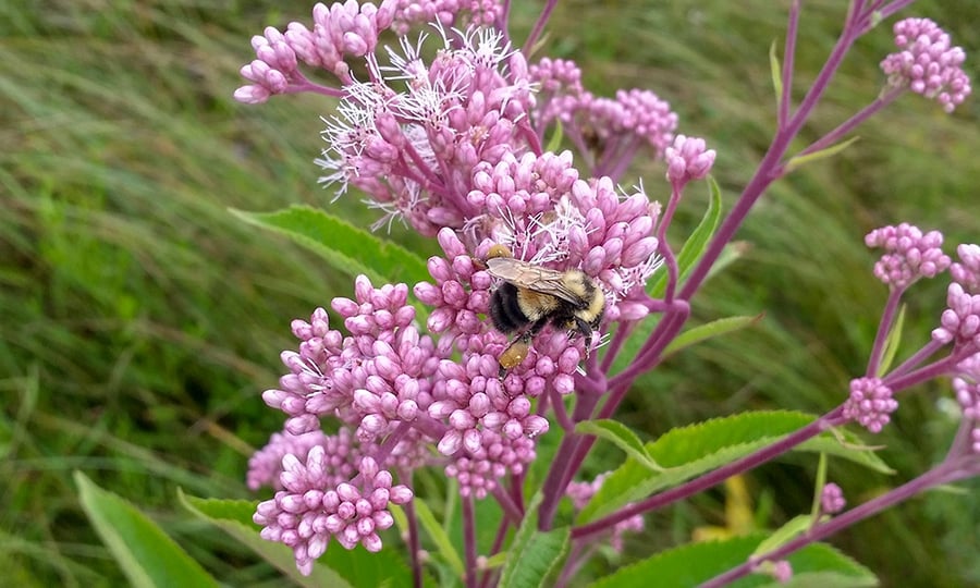 A rusty patched bumble bee procures nectar from a pink flower.