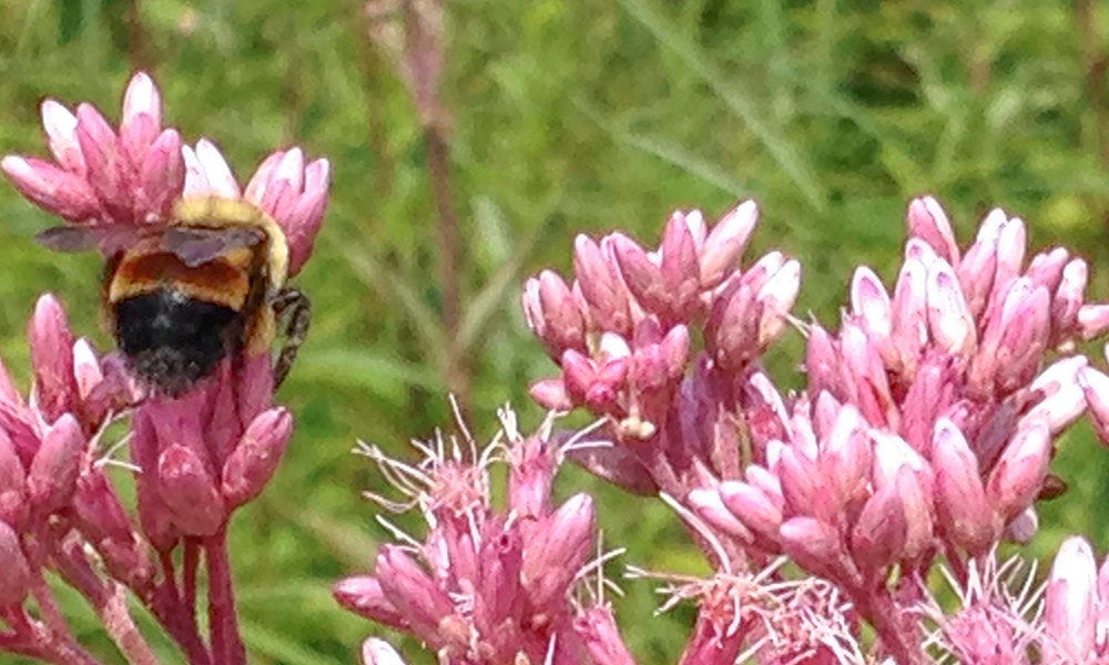 bombus-affinis