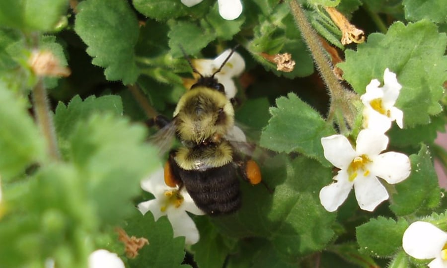 A common eastern bumble bee perches on a leafy plant with white and yellow flowers.