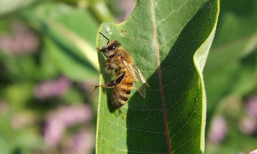 A common western honey bee lands vertically on a leaf in DuPage County.