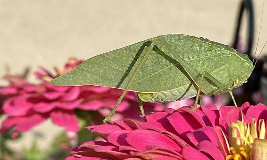 A green katydid stands on a pink flower.