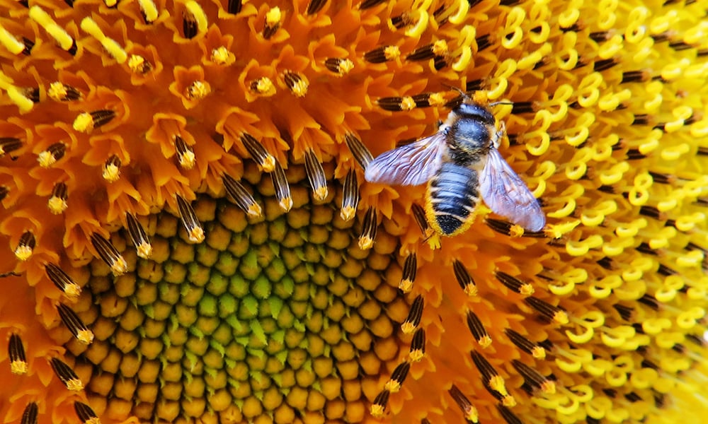 leafcutter-bee-1000x600