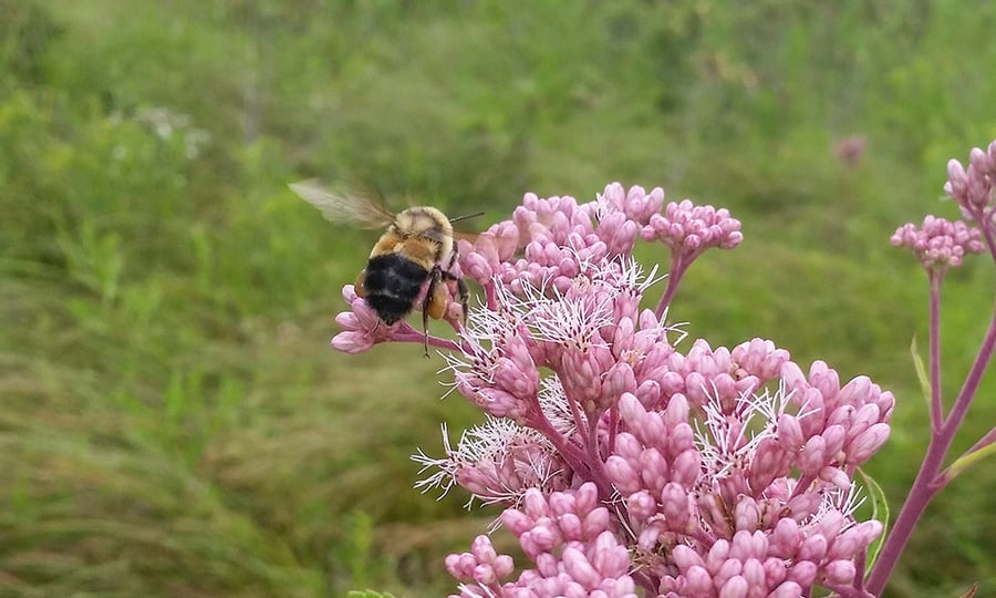 A bumble bee flies toward a pink plant.