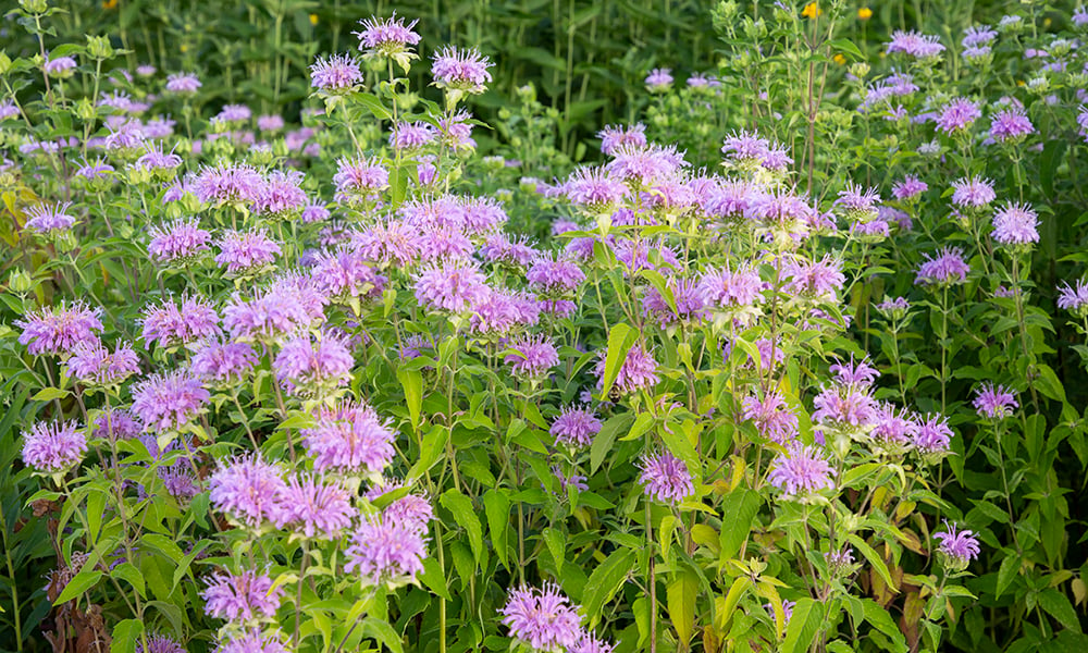 wild-bergamot