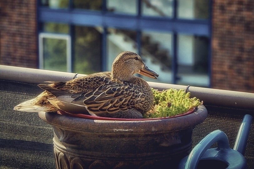 A duck sits in a flower pot on a balcony.