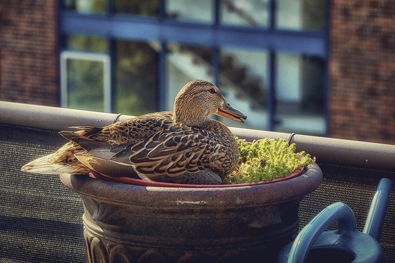 Duck on balcony