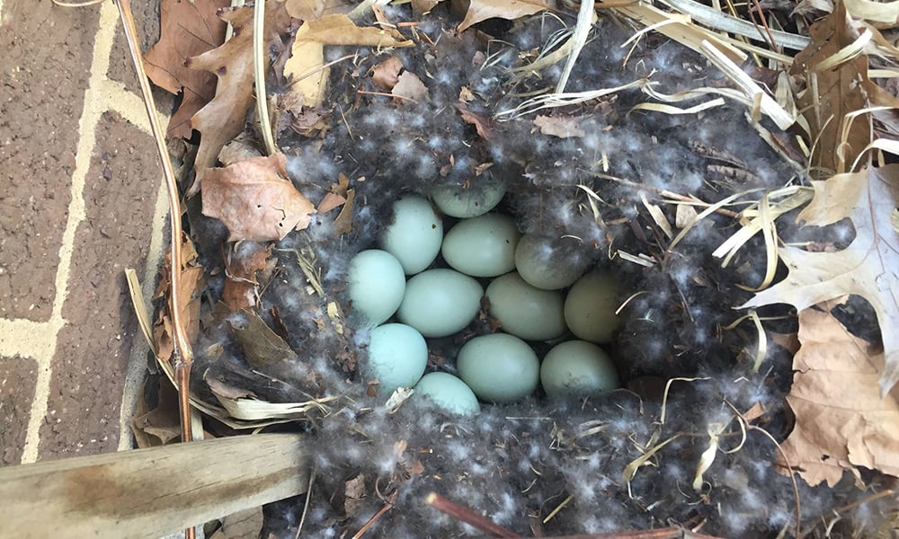 Duck-nest-eggs