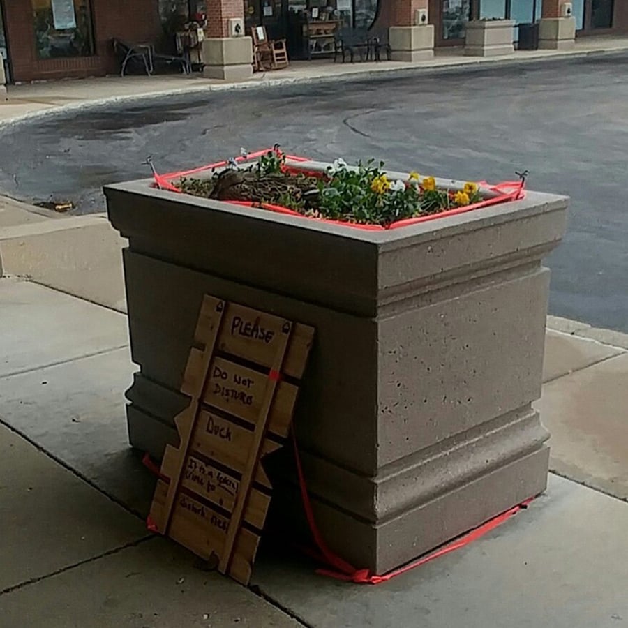 A sign against a sidewalk planter reads, "Please do not disturb duck."