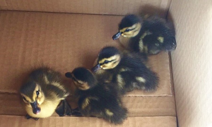Four ducklings are held in a cardboard box.