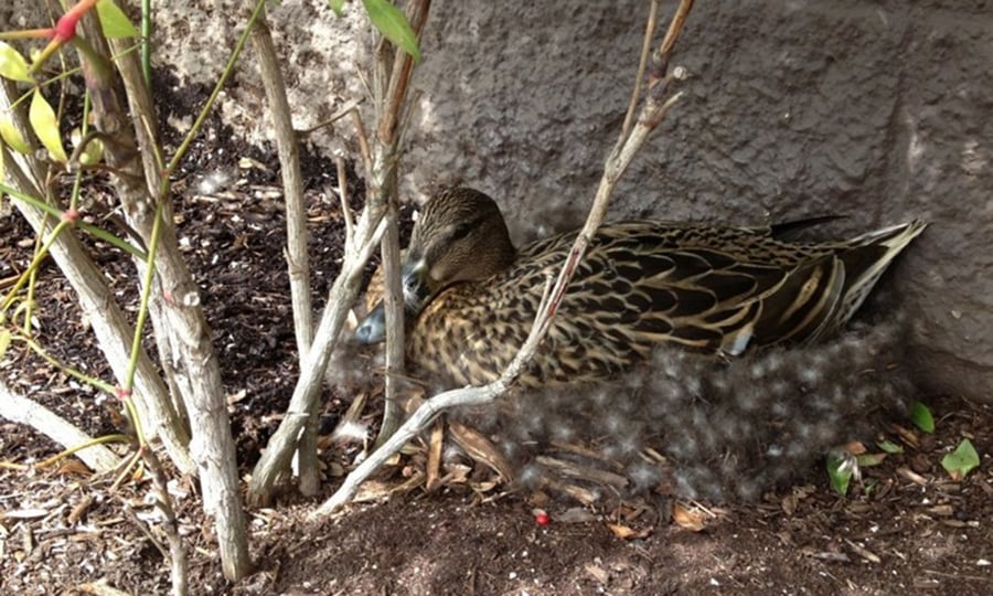 A female mallard rests on a nest of feathers and woodchips.
