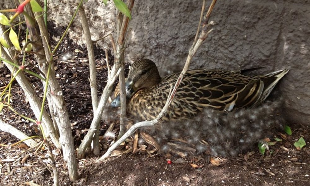 Mallard-on-nest