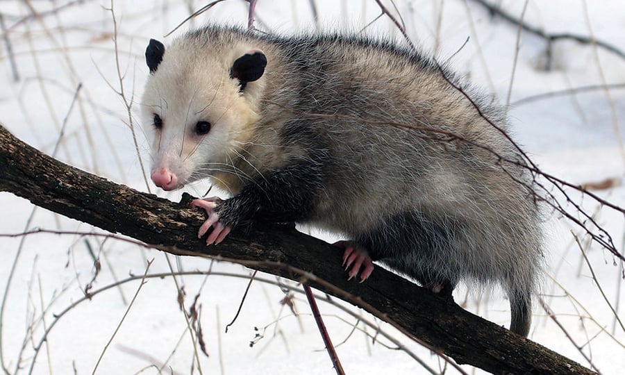 An opossum climbs a tree branch with a snow-covered ground in the background.