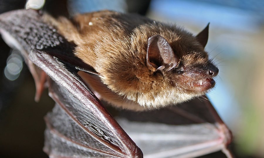 A little brown bat shows off its small teeth.