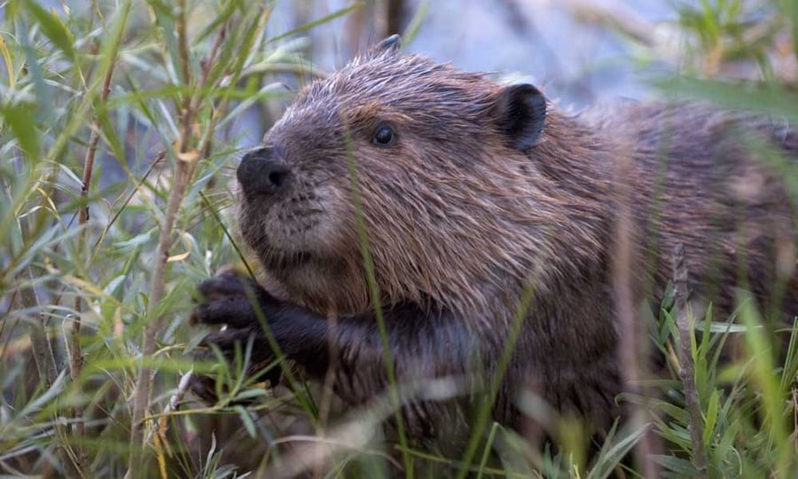 A beaver meanders through thick vegetation.