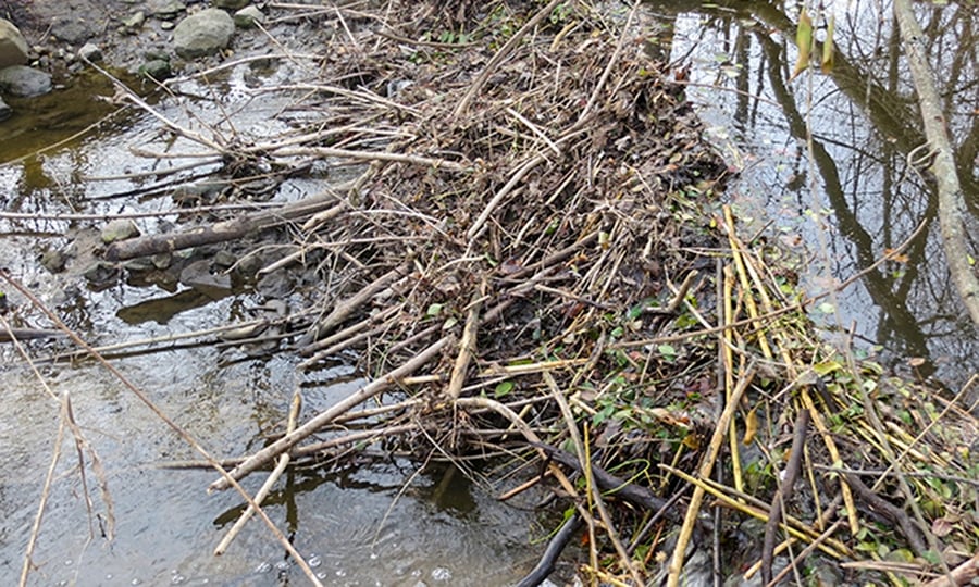 A beaver-built dam of sticks and brush crosses a creek.