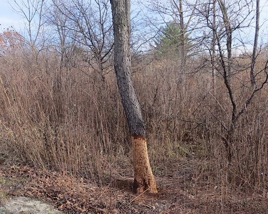 The bark on the bottom of a tree is missing after a beaver chewed it.