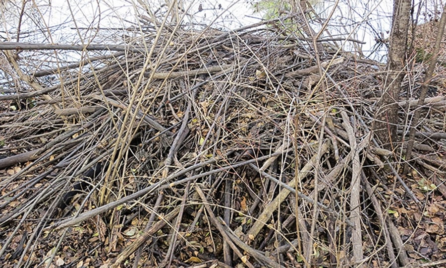 A pile of sticks and branches forms a beaver's home for the winter.