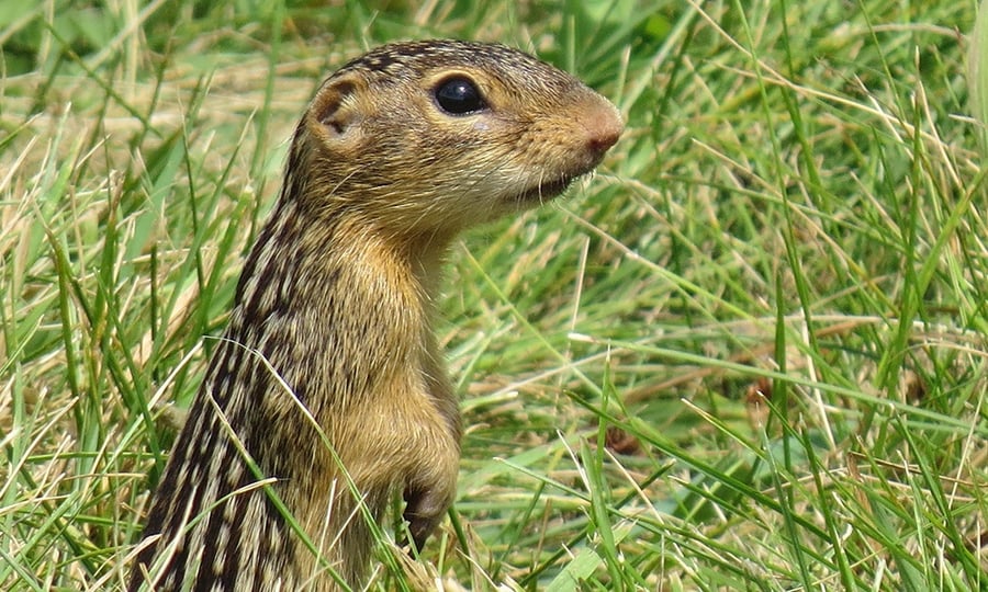 A ground squirrel stands in a field of grass.