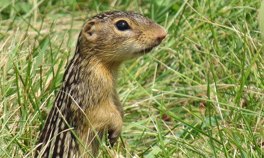 13-lined-ground-squirrel