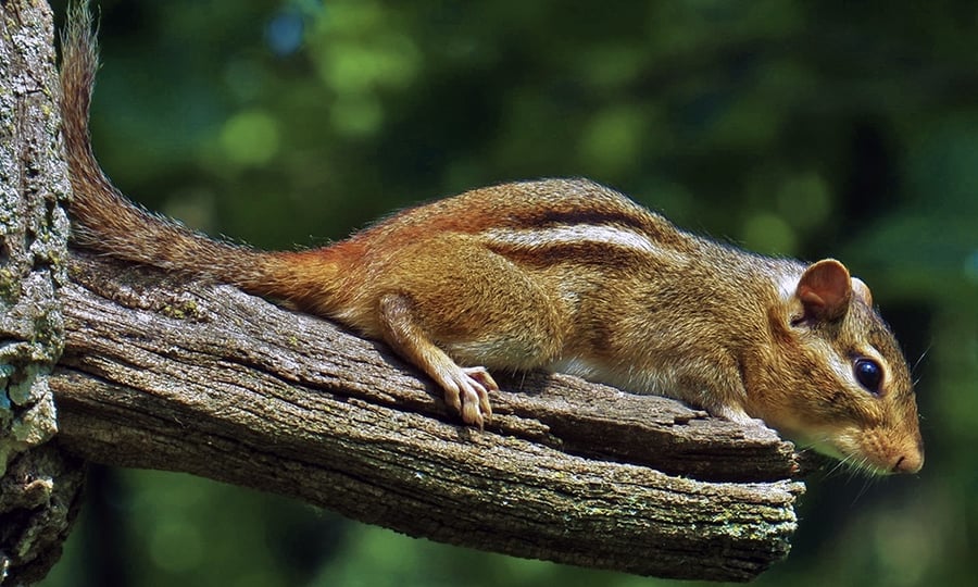 An eastern chipmunk peeks over the edge of a short tree branch.