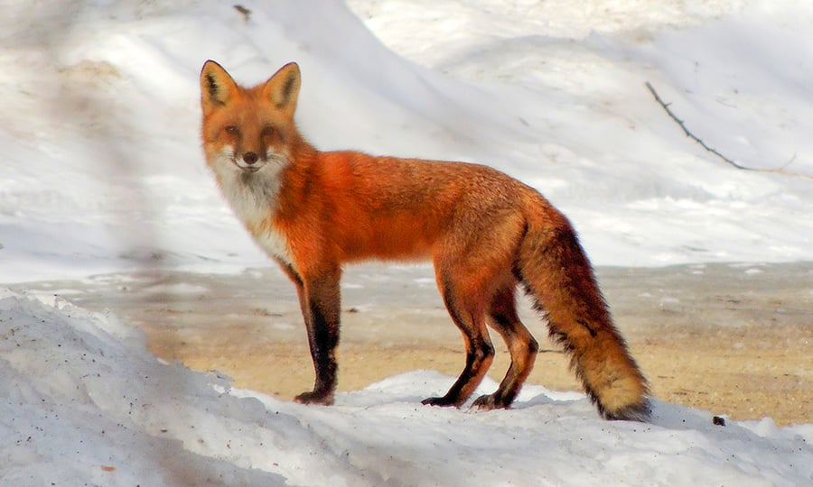 A red fox stands in sunlight on patch of snow.